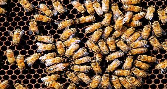 جثة 90 ألف نحلة تغطي كوكب المريخ!