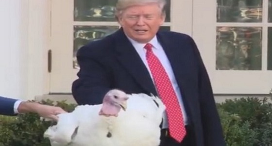 بالفيديو.. ترامب يعفو عن «الديك الرومي»