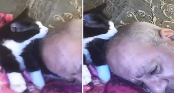 بالفيديو..مسن ينخفض ضغطه بعد لعق القط لرأسه: «ما أدري هو سبب علمي بس أنا مستأنس»