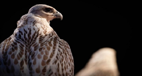 4 معايير تحدد أجمل الصقور في مسابقة المزاين بمهرجان الملك عبدالعزيز