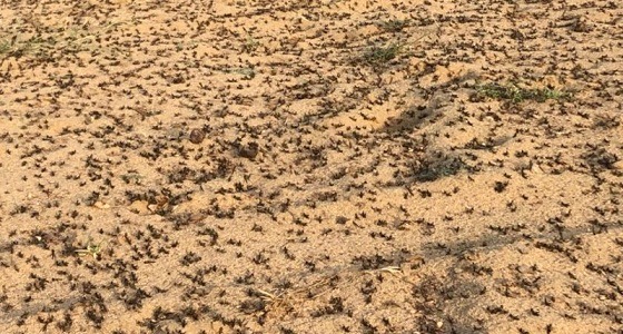 شاهد.. أسراب دبا الجراد تغزو المحاصيل الزراعية بالقنفذة