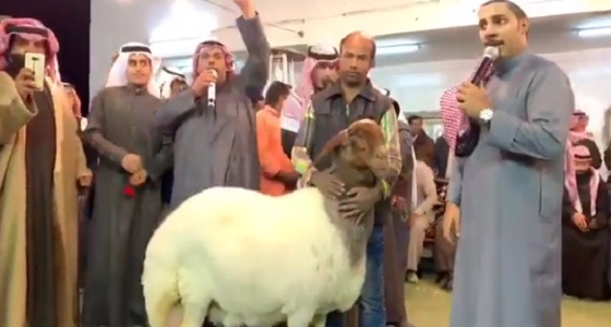 بالفيديو..بيع نعجة بمزاد بـ 40 ألف دينار