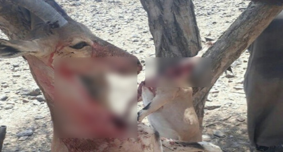 صورة وحشية.. قتل أنثى وعل وصغيرها وتعليقهما على الشجرة بالمملكة