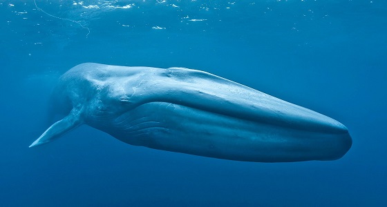 «الحوت الأزرق» بين الذعر والسخرية.. والبيئة المصرية تكشف الحقيقة