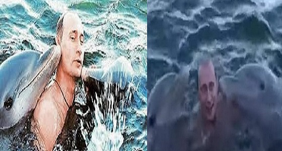 بالفيديو.. « بوتين» يسبح مع الدلافين أثناء زيارة رسمية لكوبا