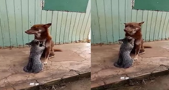 بالفيديو.. مشهد رومانسي بين كلب «لابرادور» وقطة تقوم بعمل مساج له