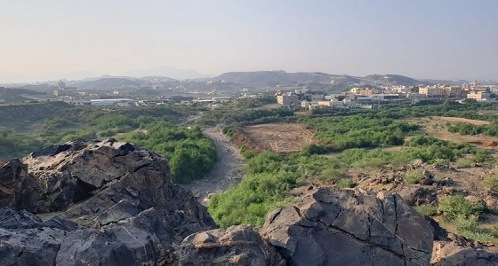 بالصور.. «زراعة عسير» تحذر مدمر الغابات وتتوعده بالملاحقة القانونية