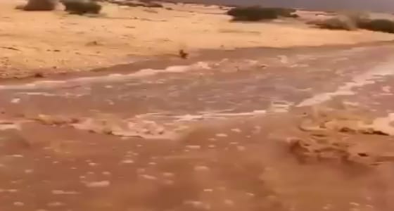 بالفيديو.. مشهد انهمار سيول «العلا» وتدفقها