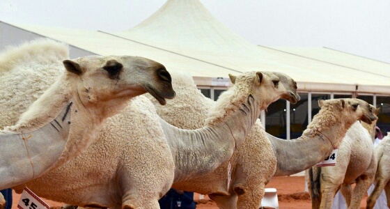 قريبا.. منع مشاركة «الإبل» الموسومة في الوجه بمزاد النخبة