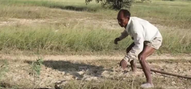 بالفيديو.. لحظة الإمساك بثعبان ضخم في حقل أرز 