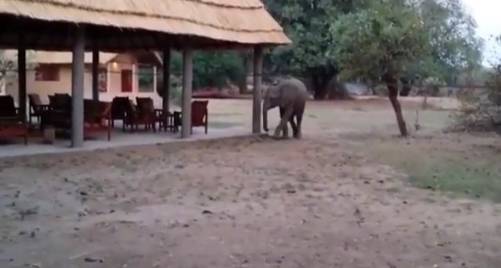 بالفيديو.. فيلة جائعة تقتحم مطعمًا وتتناول إفطار الزبائن