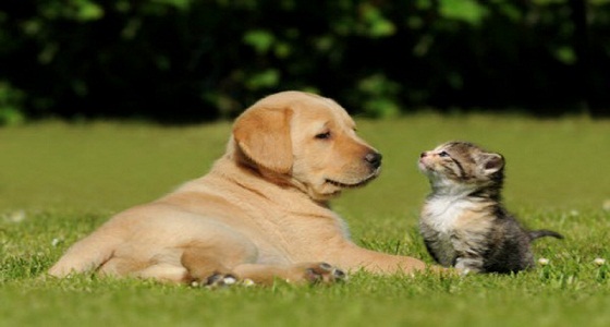 حقيقة انتشار مرض اللشمانيا بسبب القطط والكلاب