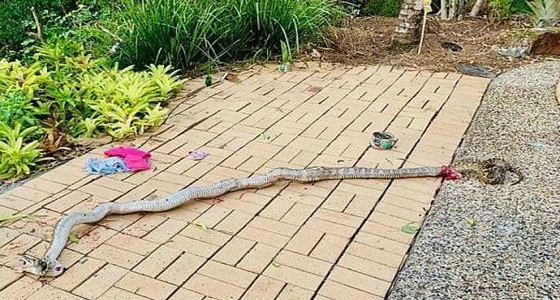 ثعبان ضخم يهاجم طفلا ويجره من ساقه