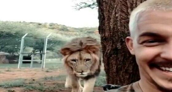 بالفيديو.. مشهد مخيف لـ «أسد» يحاول الهجوم على مروضه