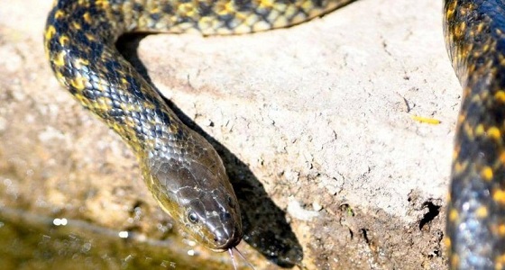 الإعدام لأفعى تسللت إلى طائرة بعد إثارتها الذعر بين الركاب  