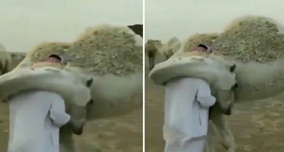 بالفيديو.. مواقع هندية تعيد نشر قصة مؤثرة لـ سعودي وناقته