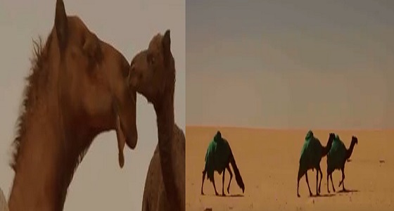 بالفيديو.. الأمير عبد الرحمن بن خالد : أنا أول من ابتدأ مهرجان رسمي للإبل في المملكة