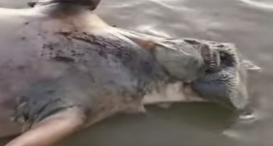 بالفيديو.. لحظة العثور على حيوان بحري نافق بشواطئ رابغ