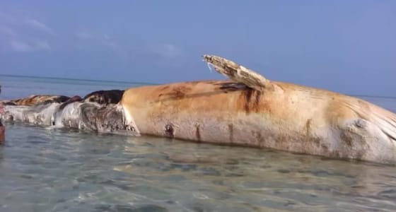 بالفيديو.. نفوق حوت ضخم بالمياه الأقليمية اليمنية بسبب ألغام الحوثيين