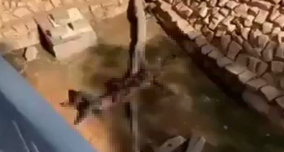 بالفيديو.. صاحب واقعة نمر حديقة الملز يروي تفاصيل إنقاذه