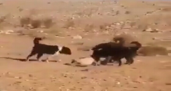 بالفيديو.. كلاب شرسة مدربة تفترس «ذئبا»