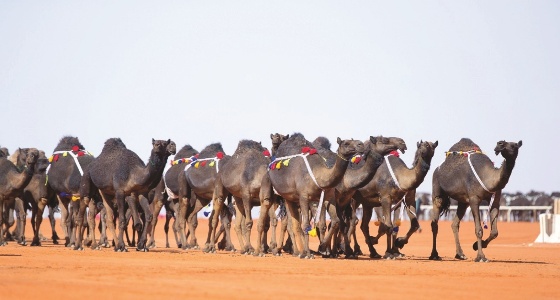 استبعاد 3 ملاك وإبلهم من المشاركة في مهرجان الإبل بسبب العبث