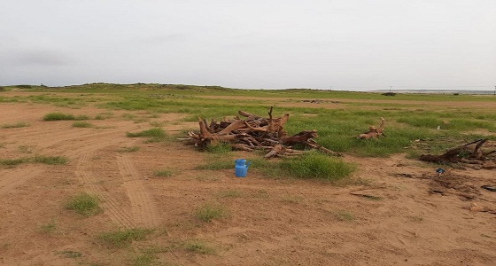 القبض على 3 وافدين يقطعون الأشجار بالقنفذة