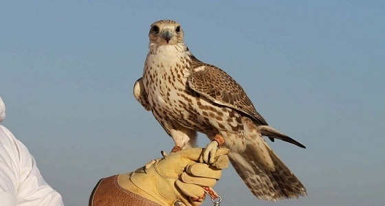 مهرجان الملك عبدالعزيز للصقور يسجل نسخته الثانية في موسوعة جينيس