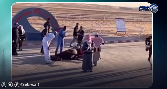 بالفيديو.. لحظة نفوق حصان في ميدان سباق للفروسية بسكاكا