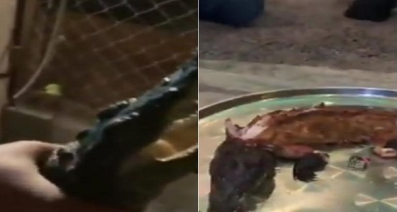 فيديو لمواطنون في حفل شواء تمساح لتناوله بالقصيم