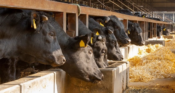 تهريب البويضات المخصبة من أبقار شهيرة
