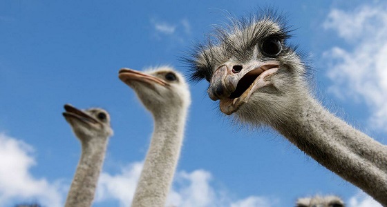 بالفيديو.. طائرا نعام يتجولان وسط الطريق