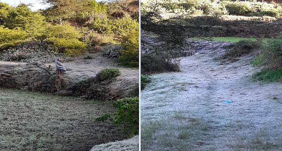 بالفيديو..نباتات جبل طلان بالداير تكتسي باللون الأبيض بسبب البرودة