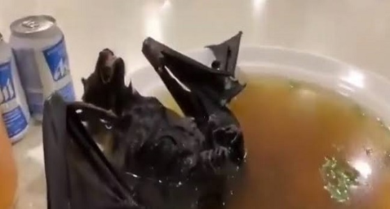 مخاوف من خفافيش المطاعم الصينية بعد تفشي كورونا
