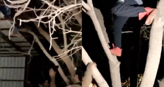 بالفيديو.. مخالفون يهربون من شرطة المزاحمية عبر «الأشجار»