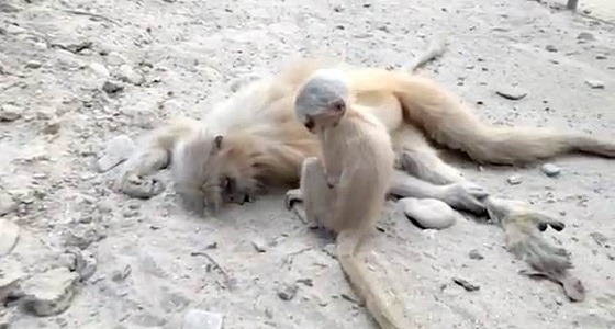 لقطات مؤثرة لقرد رضيع يحاول إيقاظ أمه «الميتة» بعد تعرضها للصعق