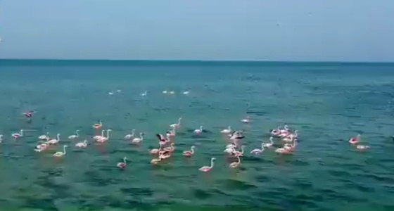 بالفيديو.. طيور «الفلامنجو» ترسم لوحة جمالية بجزيرة تاروت في الشرقية
