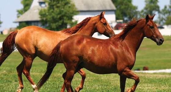بالفيديو.. الخيول أمريكية أسطورية تصل الرياض إستعداداً لأغلى سباق في العالم