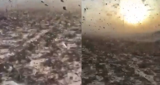 بالفيديو.. أسراب الجراد تغطي قرص الشمس على طريق الرياض &#8211; الدمام