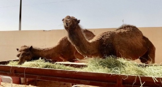 شاهد.. احتجاز إبل سائبة في سدير