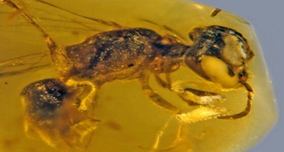 العثور على أقدم نحلة بالتاريخ عمرها 99 مليون عام