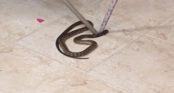 ثعبان يقتحم مدرسة للبنات بأضم