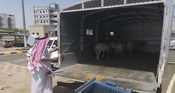 بلدية الخبر تكشف حقيقة مطعم يذبح الأغنام المريضة