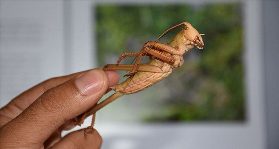 شاهد .. شئ غريب يخرج من جسم جراد حي