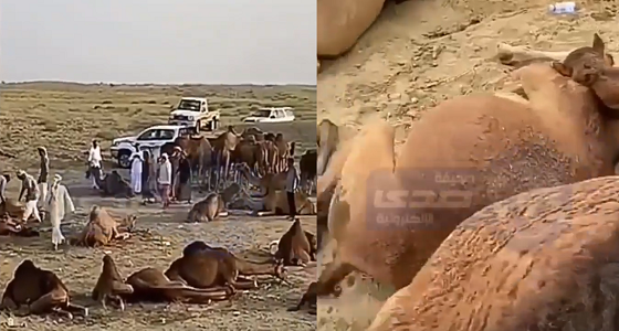 بالفيديو .. نفوق مفاجئ لعشرات الإبل وإصابة آخرى في محافظة الدرب