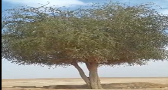 فيديو .. مواطن يعثر على شجرة نادرة جدًا بين المجمعة والزلفى