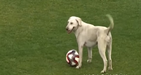 شاهد.. لحظة اقتحام كلب لملعب مباراة وخطف الكرة من اللاعبين