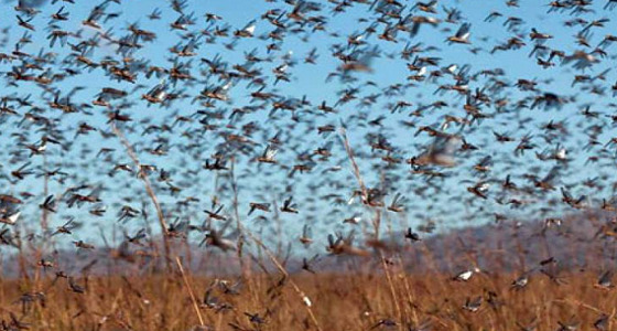 بالفيديو .. أسراب من الجراد تهاجم مزارعين في نجران