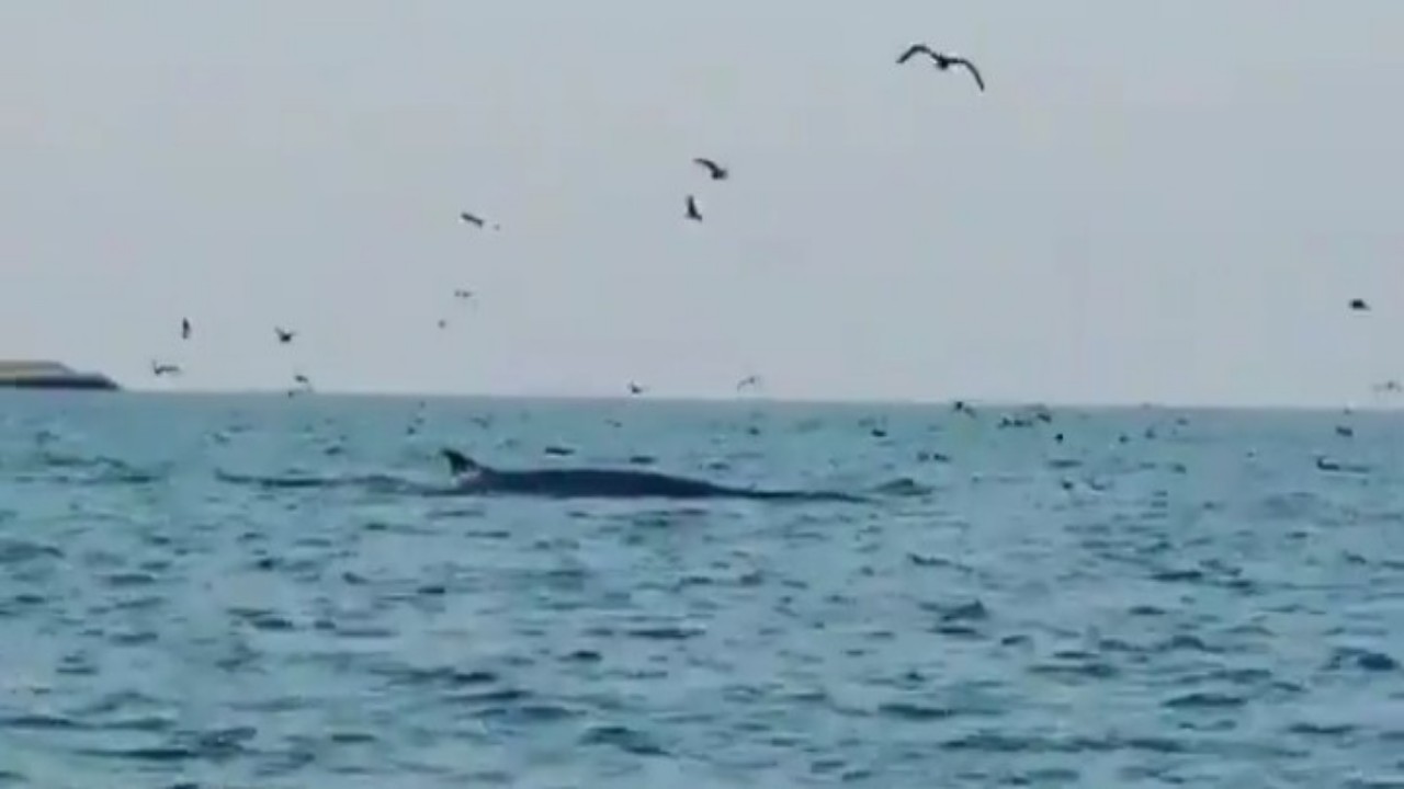 بالفيديو.. «حوت» ضخم يتجول بجوار مراكب صيادين في جزيرة فرسان