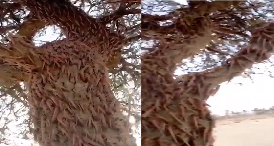 «الجراد» يُخفي شجرة (فيديو)